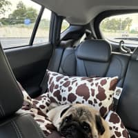 Photo of Daisy