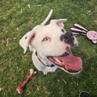 Photo of Dapple