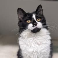 Photo of Willowbug