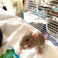 Photo of Sprig / Clover