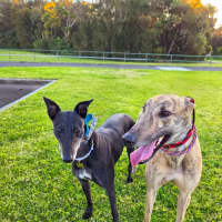 Photo of Jake, The Greyhound