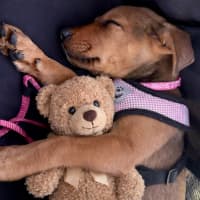 Photo of Betty   9 Week Old Mixed Breed