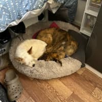 Photo of Tilly   8 Month Old Kelpie X