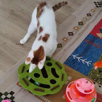 Photo of Ribbit 