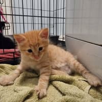 Photo of 😺 Garfield 😺