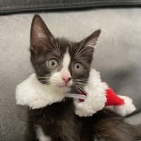 Photo of Miruku (Was Rice Bubble)