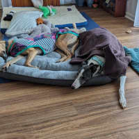 Photo of Flowers, The Greyhound