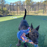 Photo of Shishka Imp 1696