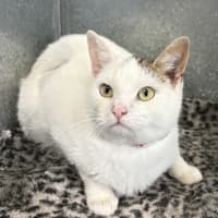 Photo of Chilli
