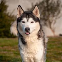 Photo of Echo
