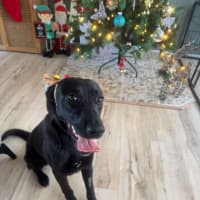 Photo of Bailey