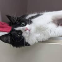 Photo of Paul Meow Lywood