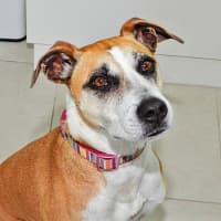 Photo of Stella
