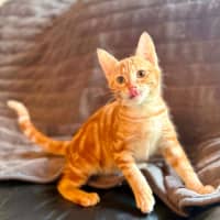 Photo of Puddles   In Foster Care In Templestowe