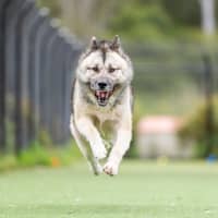 Photo of Kota Imp 2121