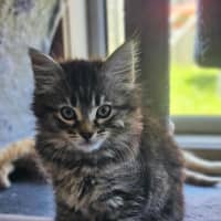 Photo of Poppy