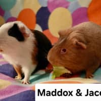 Photo of Maddox & Jace