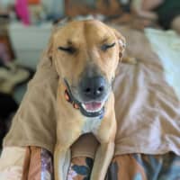 Photo of Ally   4 Year Old Ridgeback X (On Trial)