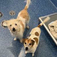 Photo of Wags