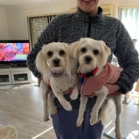 Photo of Pear & Coco   1.5 Year Old Maltese X Shih Tzu