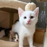 Photo of Cotton 🤍