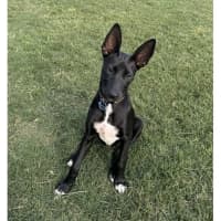 Photo of Loretta *$350 Adoption Fee*