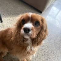Photo of Shiloh