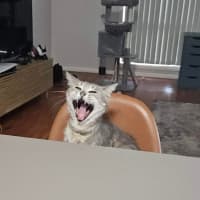 Photo of Poppy