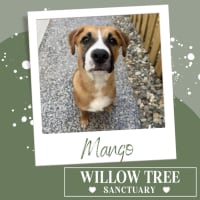 Photo of Mango