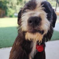 Photo of Benson