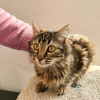 Photo of Cannoli