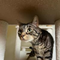 Photo of Jeff   In Foster Care In Doncaster East