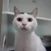 Photo of Pickle