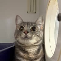 Photo of Smitten