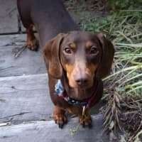 Photo of Bentley And Paulina