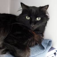 Photo of Charcoal & Zephur