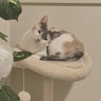Photo of Lily 
