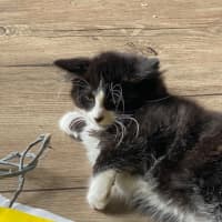 Photo of Charming Meet Me At Pet Stock Chelsea