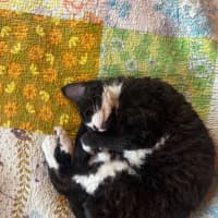 Photo of Kitty Cat