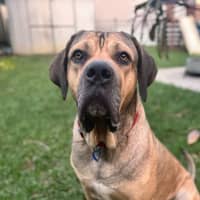 Photo of Marmalade *$350 Adoption Fee*