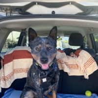 Photo of Romeo   3 Year Old Cattle Dog (Trial)