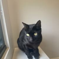 Photo of Buttons And Magic