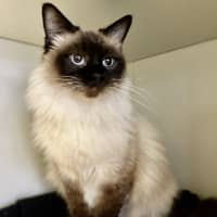 Photo of Tikki