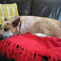 Photo of Nala Jablonksi