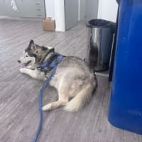 Photo of Iroh 