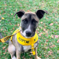 Photo of Jupiter