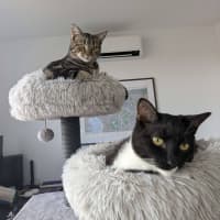 Photo of Cora   In Foster Care In Reservoir