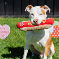 Photo of Boxa