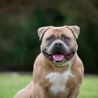 Photo of Bowser