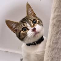 Photo of Barney